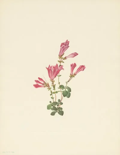 Menzies Pentstemon Pentstemon Menziesii 3