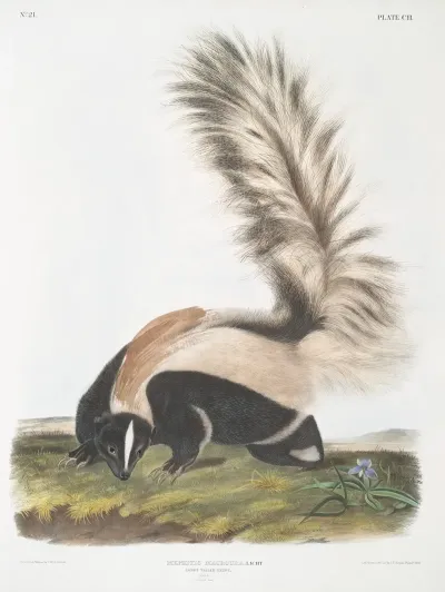 Mephitis Macroura Large Tailed Skunk Male Natural Size