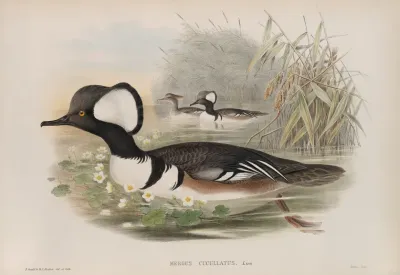Mergus Cucullatus Hooded Merganser