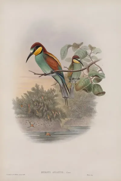 Merops Apiaster Bee Eater