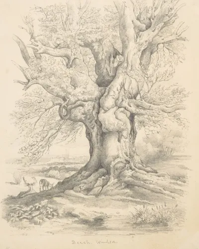 Merry Wives Of Windsor Hernes Oak