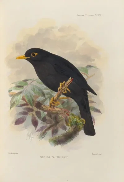 Merula Bourdilloni