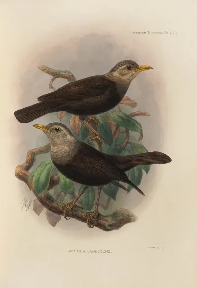 Merula Canescens