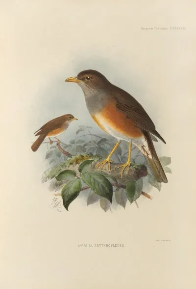 Merula Erythropleura