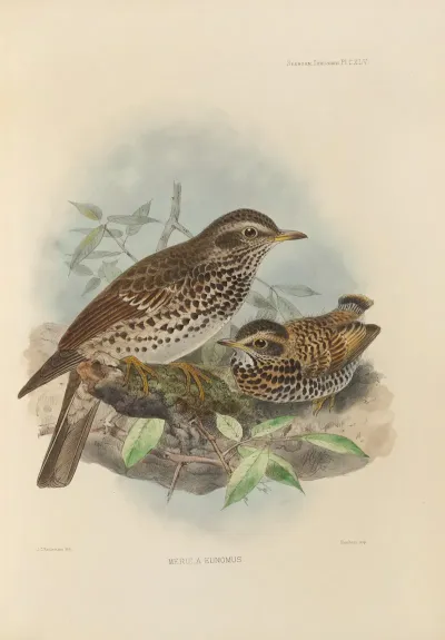 Merula Eunomus 2