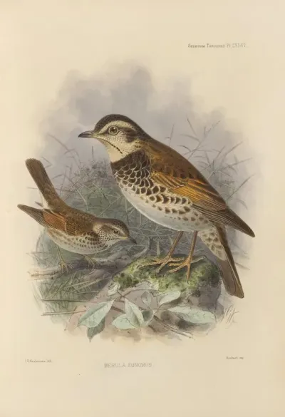 Merula Eunomus