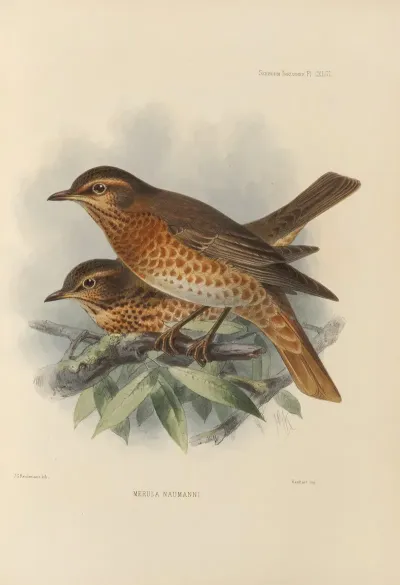 Merula Naumanni