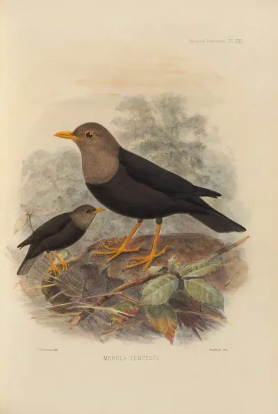 Merula Tempesti