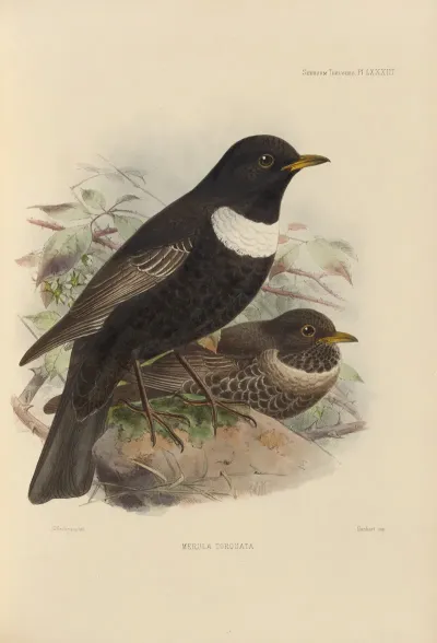 Merula Torquata 2