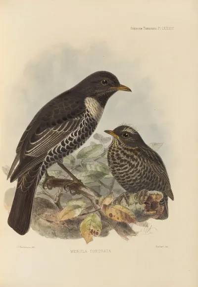 Merula Torquata
