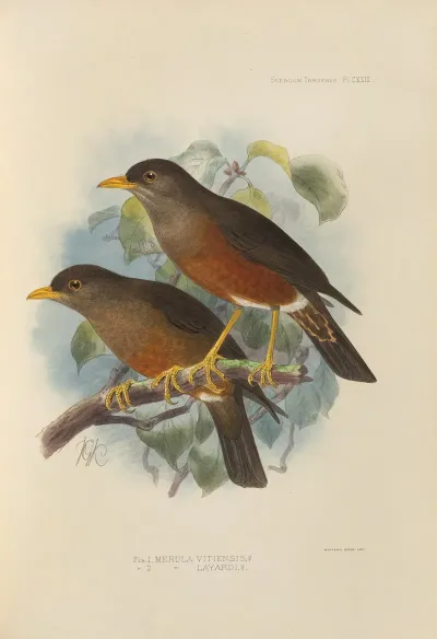 Merula Vitiensis Merula Layardi 2