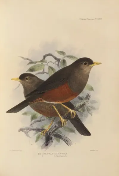 Merula Vitiensis Merula Layardi
