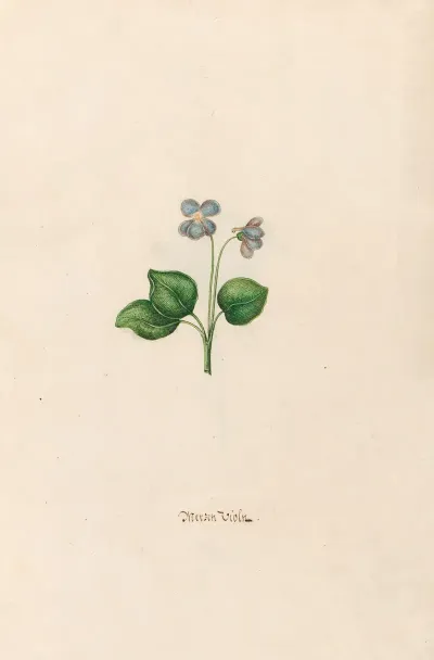 Merzen Violn
