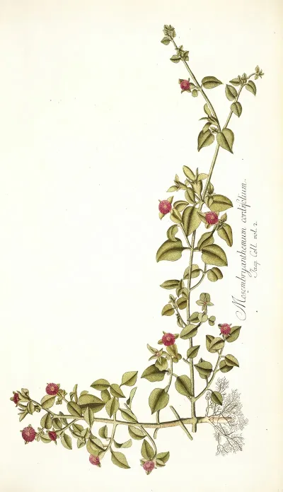 Mesembryanthemum Cordifolium