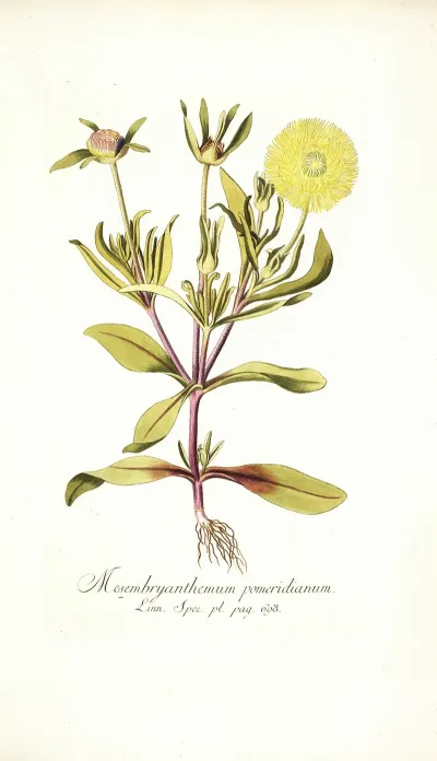 Mesembryanthemum Pomeridianum
