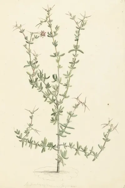 Mesembryanthemum Spinosum