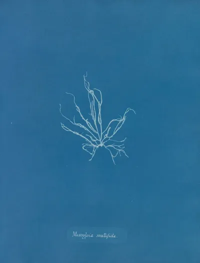 Mesogloia Mutifida