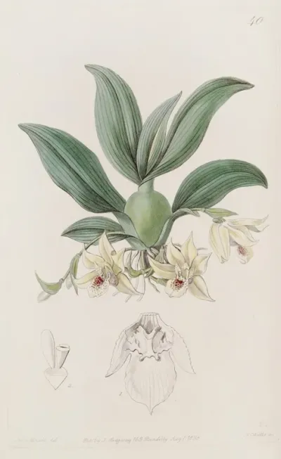 Messrs Rollissons Maxillaria