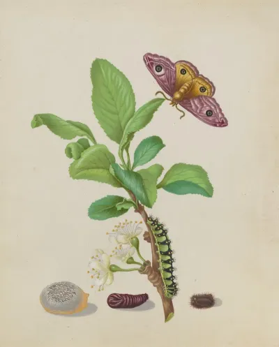 Metamorphosis Of A Small Emperor Moth On A Damson Plum Plate 13 Of The Caterpillar Book