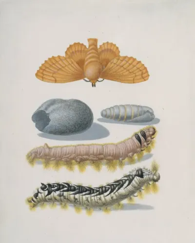 Metamorphosis Of The Lappet