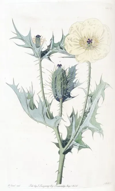 Mexican Argemone