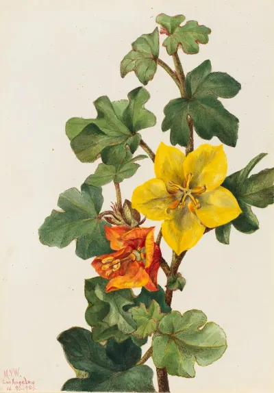Mexican Fremontia Fremontodendron Mexicanum 2