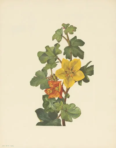 Mexican Fremontia Fremontodendron Mexicanum 3