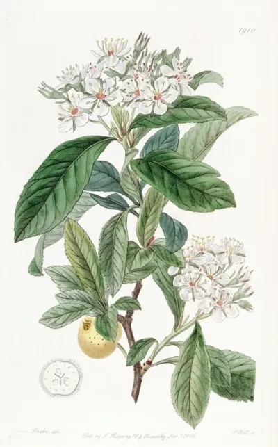 Mexican Hawthorn