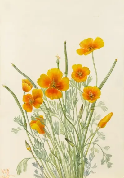 Mexican Poppy Eschscholtzia Mexicana 2