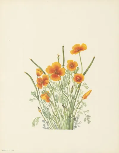 Mexican Poppy Eschscholtzia Mexicana 3