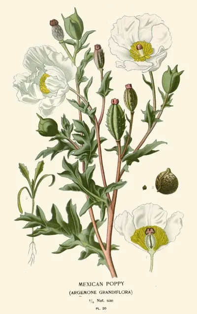 Mexican Poppy