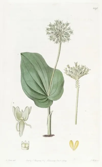 Mexican Snakes Tongue Leaved Microstylis
