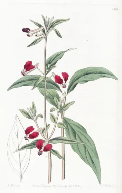 Mexican Two Petalled Cuphea
