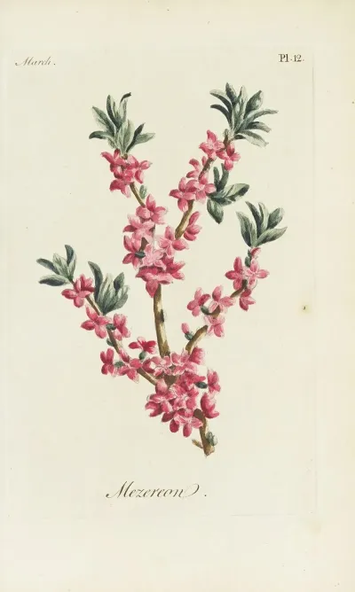 Mezereon 2