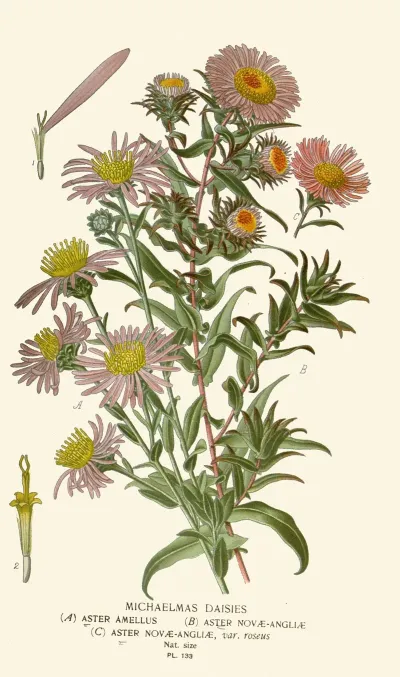 Michaelmas Daisies 2