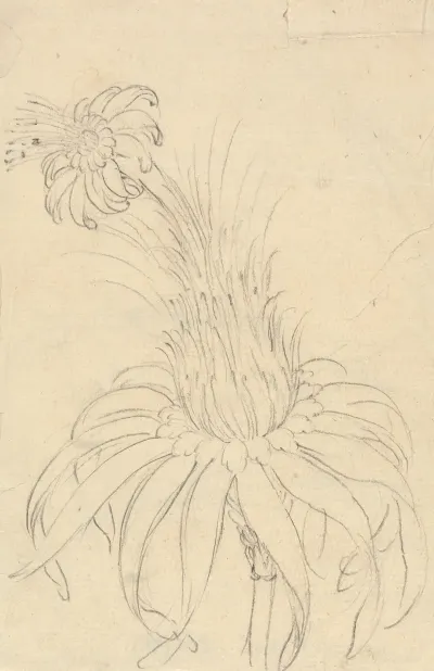 Michauxia Campanuloides