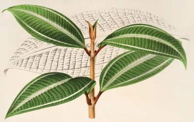 Miconia Pulverulenta V Trifasciata