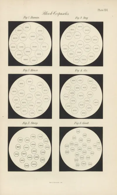 Micro Chemistry Of Poisons Pl 16