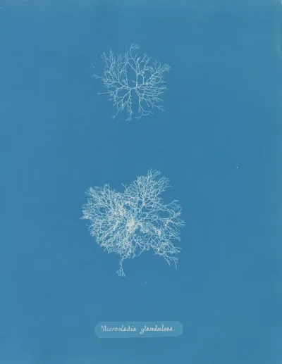 Microcladia Glandulosa