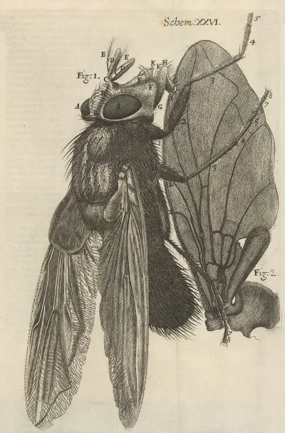 Microscopic View Of A Blue Fly