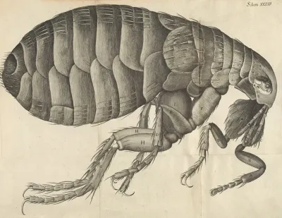 Microscopic View Of A Flea
