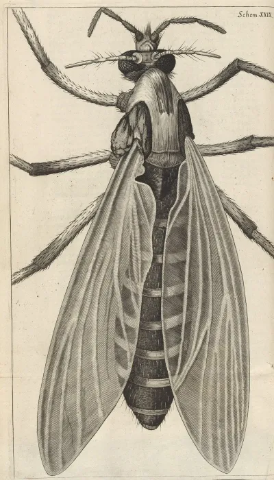 Microscopic View Of A Great Bellyd Bellied Gnat Or Female Gnat