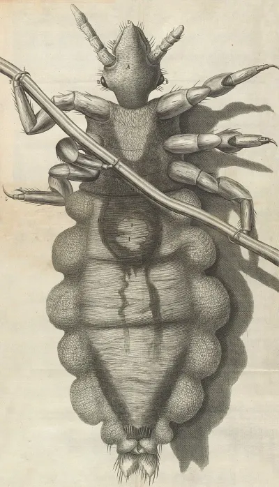 Microscopic View Of A Louse