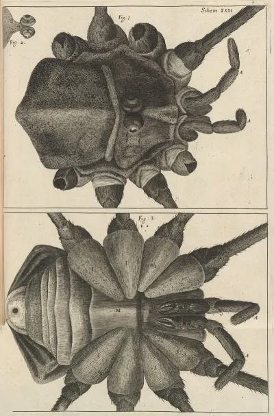 Microscopic View Of A Shepherd Or Long Leggd Long Legged Spider