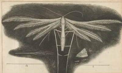 Microscopic View Of A White Featherwingd Feather Winged Moth