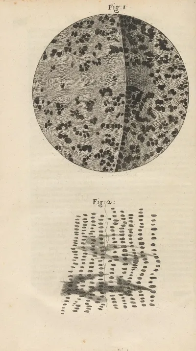 Microscopic View Of Charcoal And Petrified Wood