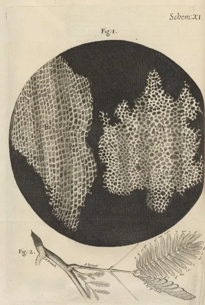Microscopic View Of Cork And Sprouts