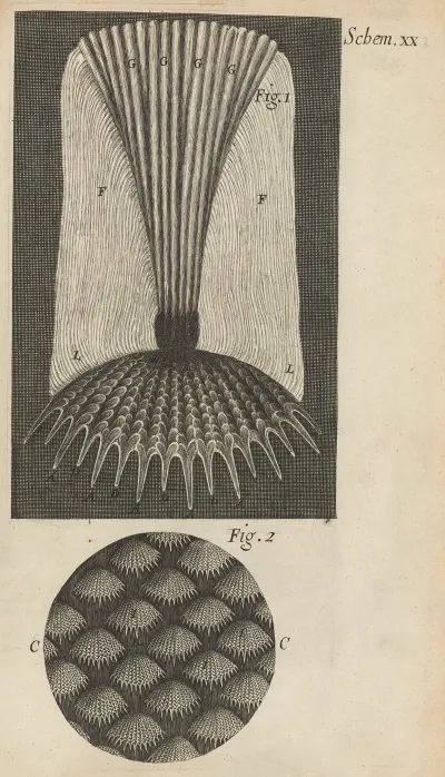 Microscopic View Of Fish Scales
