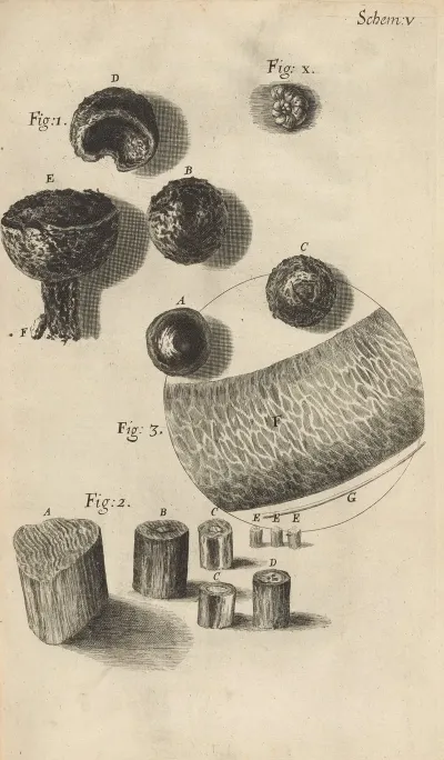 Microscopic View Of Flint Or Steel