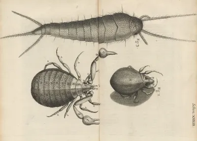 Microscopic View Of Mites And Book Worms